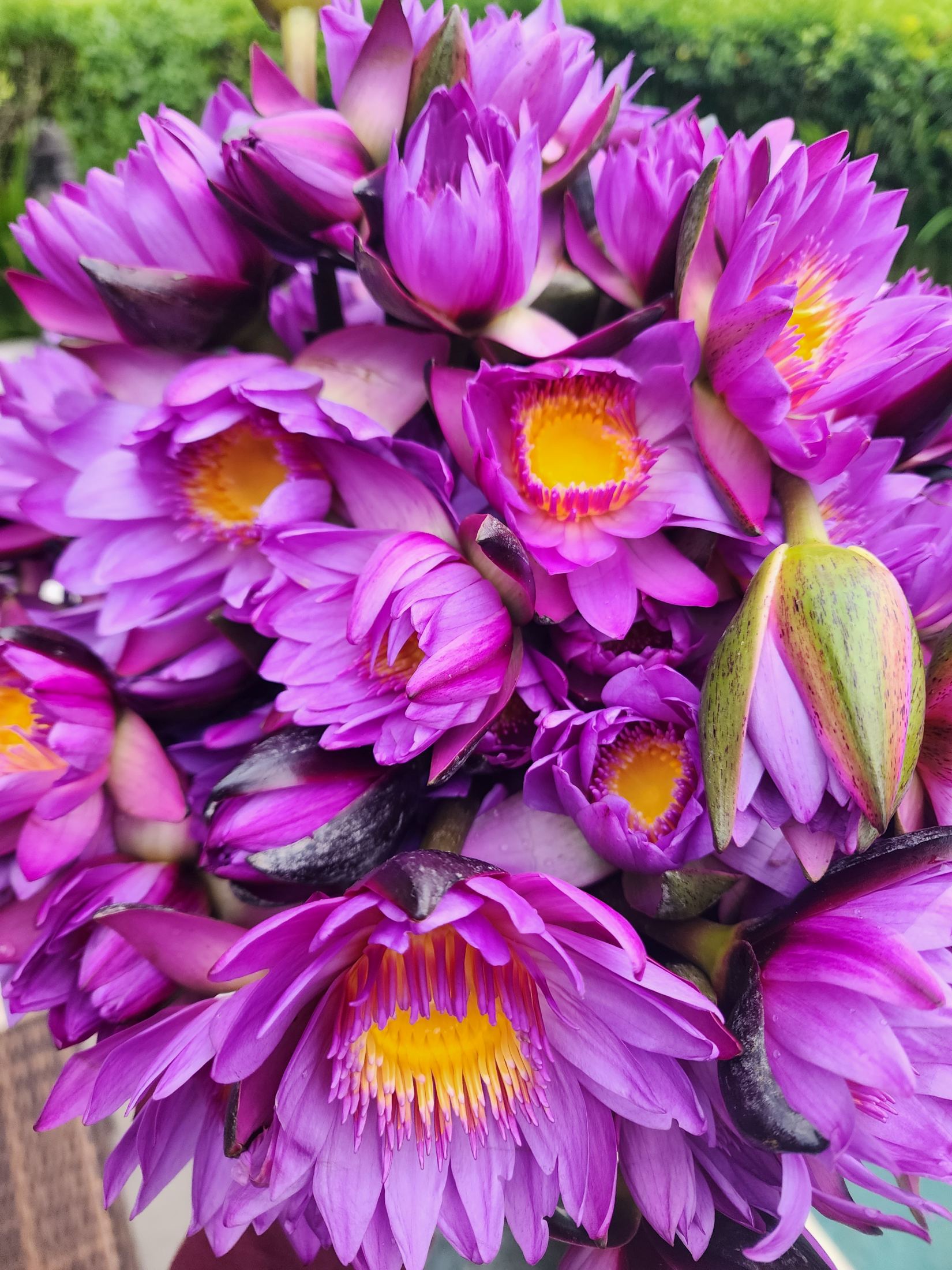 A gathered bouquet of Blue Lotus flowers before preparation.