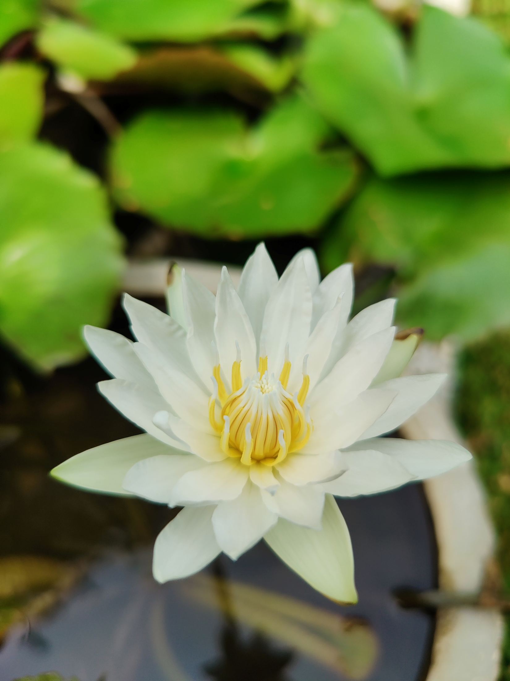 A pale water lily on still water, photographed in daylight.