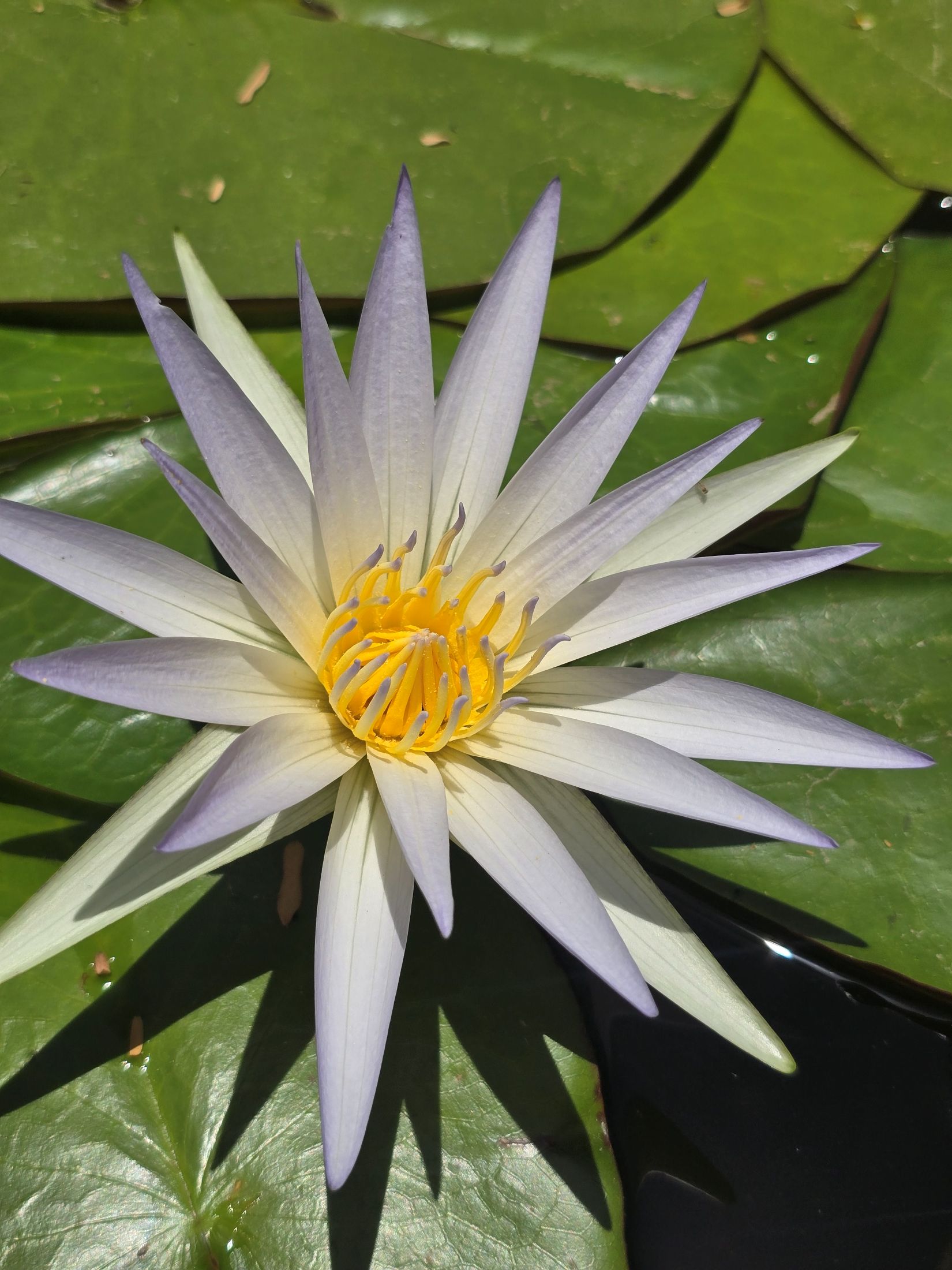 A Nymphaea caerulea flower showing its narrow pointed pale blue petals and yellow stamens.