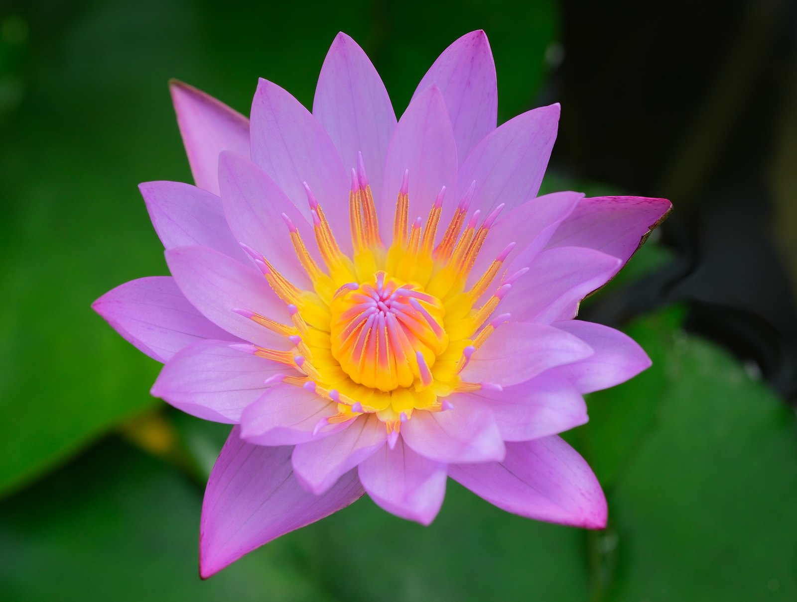 An open Egyptian blue water lily, Nymphaea nouchali var. caerulea, with pointed violet petals around a golden centre, against green leaves.