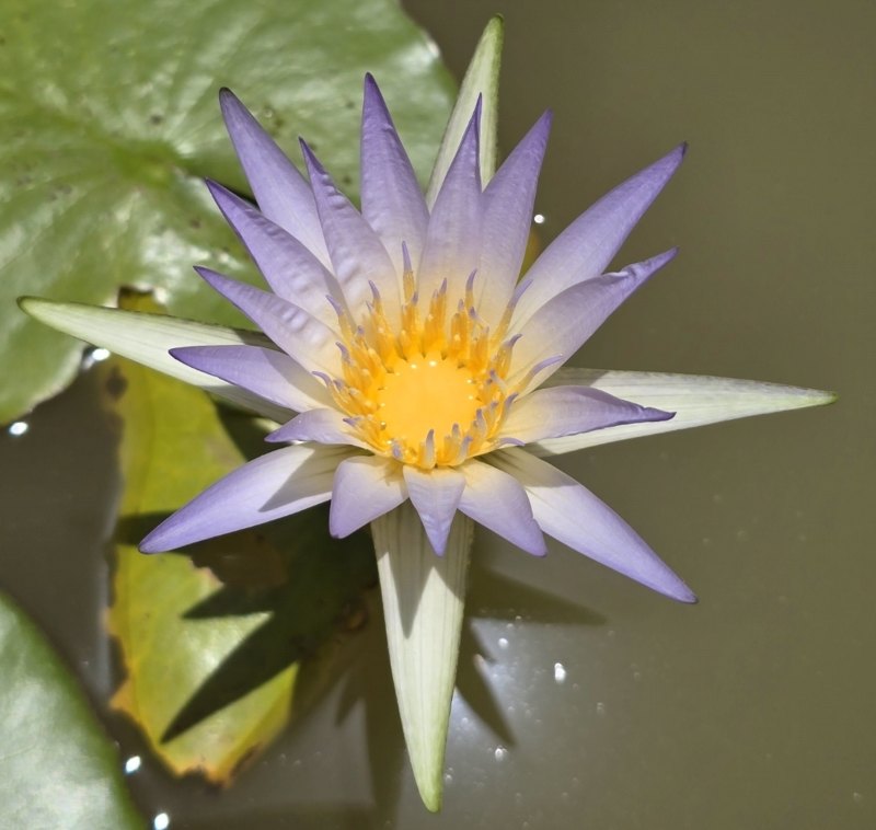 Blue Lotus flower, Nymphaea caerulea, in bloom on water